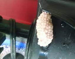 Snails need to eat more than scraps and more than once or twice a week. Mystery Snail Laid Eggs In A Terrible Location Hatchling Health Help Pets Stack Exchange