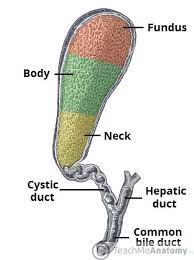 Bile canaliculi, hepatic, cystic, and common bile ducts). The Gallbladder Biliary Tree Gallstones Teachmeanatomy