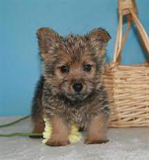 They are one of the smallest terriers. Norwich Terrier Norwich Terrier Puppy Norwich Terrier Dog Breeds
