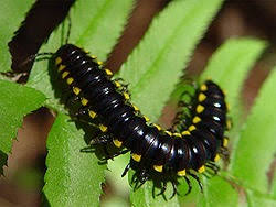 Besarnya ulat gonggok ini giant millipede. Purple Blossom Ulat Gonggok Belang Hitam Dan Kuning