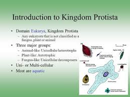 Regents Biology Domain Bacteria Domain Archaebacteria Domain Eukaryotes Common Ancestor Kingdom Protist Simple Eukaryotes Ppt Download