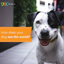 How Does Your Dog See The World Dog S Q A Vetbabble Dogs Your Dog Heinz 57