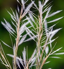 Image result for Stipagrostis