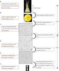 Check spelling or type a new query. A Simplified Method To Isolate Rice Mitochondria Plant Methods Full Text