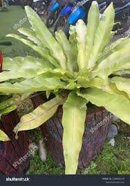 Image result for Chlorophytum filipendulum