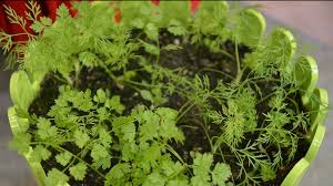 Wer kräuter im garten oder in der wohnung pflanzen will, sollte sich die frage beantworten: Krauter Auf Dem Balkon So Wachsen Sie Am Besten Mdr Jump