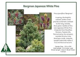Pinus parviflora ' goldilocks ' variegated dwarf japanese white pine. Pinus Parviflora Bergman Iseli Nursery