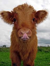 This hair is actually composed of two distinct layers: 20 Adorable Photos Of Fuzzy Highland Cattle Calves