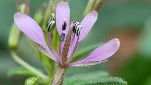 Image result for Cleome monophylla