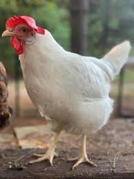 Maybe you would like to learn more about one of these? Top 8 Egg Laying Chicken Breeds