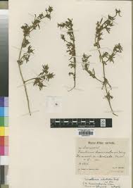 Image result for Trianthema salsoloides