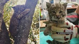2 Baby Bobcats Rescued In Same San Anselmo Neighborhood Abc7 San Francisco