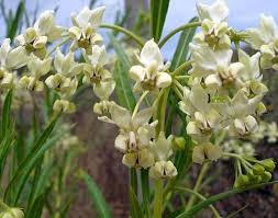 Image result for Gomphocarpus fruticosus
