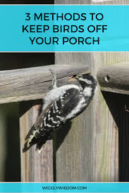 There are numerous things you can put in your yard that can keep feral cats away. 3 Effective Methods To Keep Birds Off Of Your Porch Keep Birds Away Bird Deterrents Birds