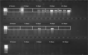 Cmtv portugal directo, assistir cmtv online live stream free, online gratis, a cmtv vai transmitir jogos da seleção portuguesa, televisão de portugal em directo. Common Midwife Toad Ranaviruses Replicate First In The Oral Cavity Of Smooth Newts Lissotriton Vulgaris And Show Distinct Strain Associated Pathogenicity Scientific Reports