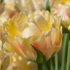 Find over 100+ of the best free tulips images. For The South Dutch Flower Bulbs At Wholesale Prices Colorblends
