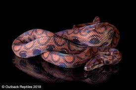 However, it still manages to blend in well with leaves on the ground. Brazilian Rainbow Boa Guyana Import Outback Reptiles Facebook