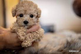 Current matches filter results (17). Teacup Poodle Puppies For Sale In 2021 Teddy Bear Poodle Teddy Bear Dog Teacup Poodle Puppies