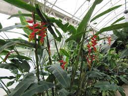 Hanging Heliconia Flower Meaning Best Flower Wallpaper