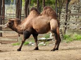 When i saw this on the menu in a beijing restaurant, i had to try it. Fallacy A Camel S Hump Is Full Of Water Similar But Different In The Animal Kingdom