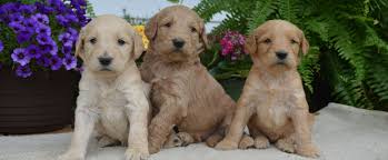 Find the perfect puppy for sale in mountain dog field spaniel fila brasileiro finnish lapphund finnish spitz flat coated retriever foodle fox puppies for sale /. Goldendoodle And Irish Doodle Breeder In Chattanooga Tn Morning Glory Doodles