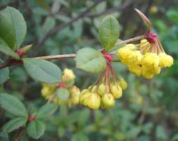 Image result for Berberis julianae