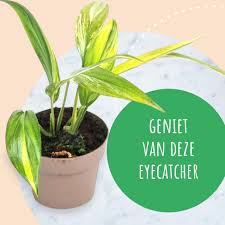 Image result for Epipremnum en casa