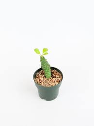 Image result for Monadenium