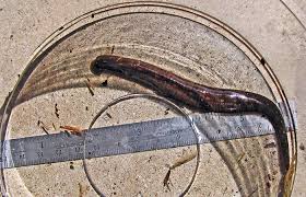 Leeches Revisited Field Station