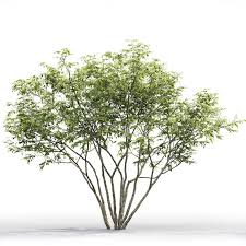 3d Model Amelanchier 01 Cgtrader In 2020 3d Model Plants Visualisation
