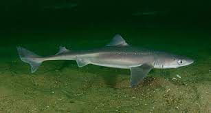 The spiny dogfish, spurdog, mud shark (squalus acanthias) or piked dogfish, is one of the best known species of the squalidae (dogfish) family of sharks, which is part of the squaliformes order. Spiny Dogfish Vic High