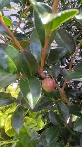Paw paw trees and guava trees are native fruits to the u.s. Trying To Identify Fruit Bearing Plantings In Our New Yard 345652 Ask Extension