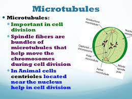 What is the function of microtubules in animal cell. Objectives Describe The Function Of The Cell Nucleus Describe The Function Of The Major Cell Organelles Describe The Function Of The Cell Wall Describe Ppt Download