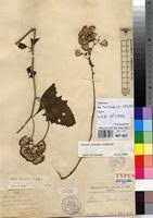 Image result for Gynura scandens
