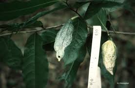 Image result for isolona