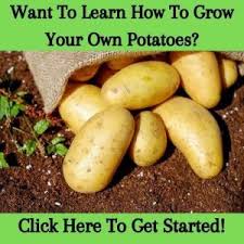 Potatoes are classified according to the length of time. How To Successfully Plant Sprouted Potatoes 4 Steps To Take Greenupside