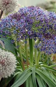 Image result for Scilla benguellensis