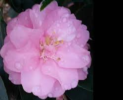 Use our plant identification tool or ask our community in our 'what is my plant?' forum. Spring Flowering Trees Best Choices For Uk Gardens Paramount Plants