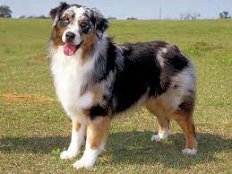 What S The Difference Between The Australian Shepherd And The Australian Cattle Dog Modern Dog Magazine