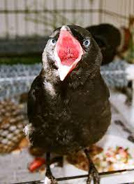 Funny Blue Eyed Baby Crows Wildcare