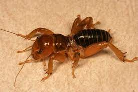 Jerusalem crickets bites but are not poisonous, they also exhale an offensive smell to ward away predators. Backyard Monsters Nope Jerusalem Crickets What S Bugging You