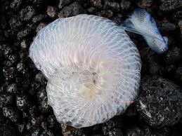 We did not find results for: Ovature Galleggianti Di Janthina Pallida Natura Mediterraneo Forum Naturalistico