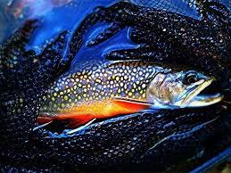 The Spectacular Colors Of A Speckled Trout Brook Trout Fly Fishing Art Fly Fishin Trout Fishing