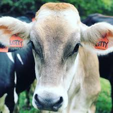 Hatcher Family Dairy