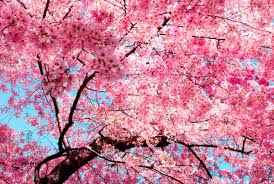 Virtual And Driving Tours To See Cherry Blossom Trees In Seattle Greater Seattle On The Cheap