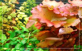 Aquarium plants fit into three categories according to their lighting needs; 25 Easy Low Light Freshwater Aquarium Plants
