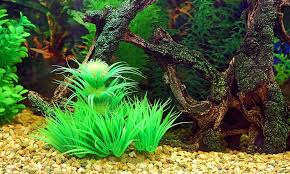 Come here and have fun! How To Make Aquarium Decorations Safe In Easy Steps Guides