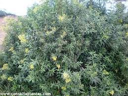 Image result for Cestrum parqui
