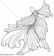 Maybe you would like to learn more about one of these? Betta Fish Siamese Vector Photo Free Trial Bigstock