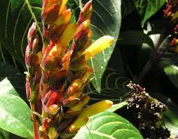 Image result for Sanchezia speciosa